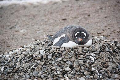 《绝区零》星见雅角色PV | 虚狩诞生之日